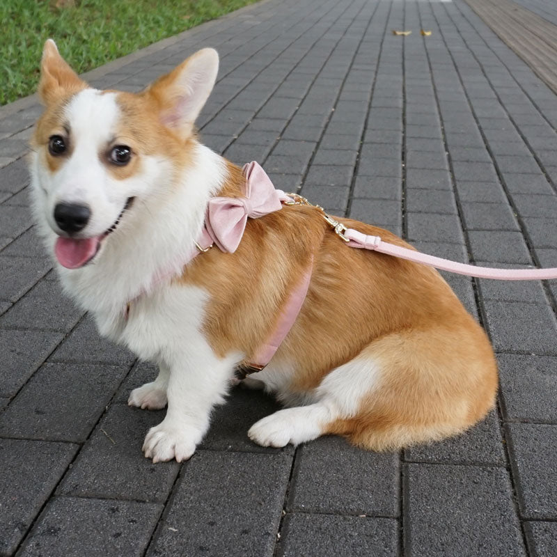 PETDURO Personalized Dog Collar Set Gold Buckle Cream Velvet